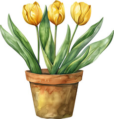 Watercolor Tulips  - 746649805