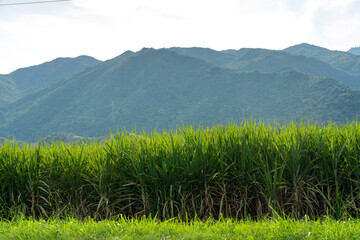Fototapeta premium Field of sugar cane crops at sunset in the department of Valle del Cauca, Colombia.