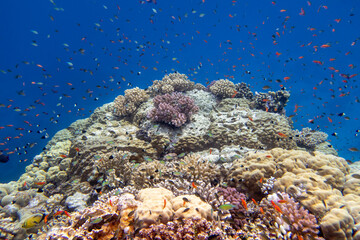 Colorful, picturesque coral reef at the bottom of tropical sea, hard corals and fishes Anthias, underwater landscape