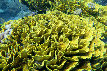 Colorful coral reef at the bottom of tropical sea, yellow salad coral (Turbinaria mesenterina), underwater landscape