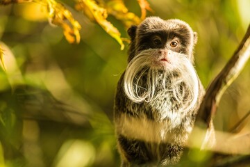 Amidst the forest, long-haired monkeys gracefully navigate the treetops, their curious demeanor and...