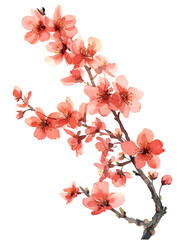 Pink cherry blossom isolated on white background with spring sky