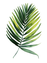 individual botanical Palm Sunday Palms leaf, simple water color illustration