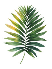 individual botanical Palm Sunday Palms leaf, simple water color illustration