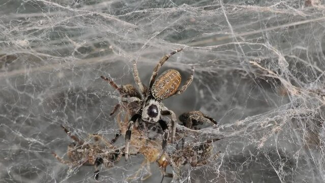 Die sozialen Spinnen Stegodyphus klettern gemeinsam in ihrem Spinnennetz und fressen ein Heimchen