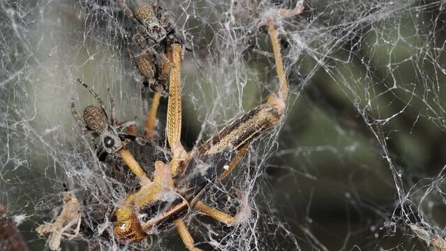 Die sozialen Spinnen Stegodyphus fangen und fressen gemeinsam eine Heuchrecke