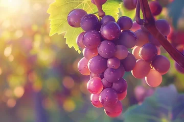 Fototapeten Bunch of ripe, juicy purple grapes against a natural vineyard backdrop © Nina