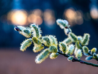 Weidenkätzchen der Saalweide
