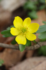 Winter aconite (Eranthis hyemalis) in bloom