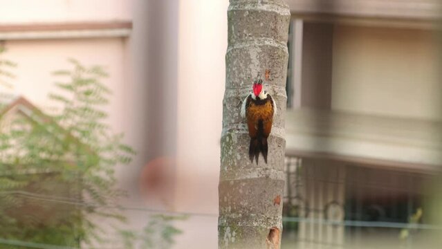 woodpacker is making hole in trunk of tree