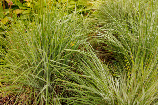Pr&auml;riegras (Schizachyrium scoparium 'Ha Ha Tonka'