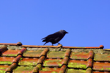 Western Jackdaw (Corvus monedula, Coloeus monedula) on a roof with old, red glazed roof tiles, tuiles du nord in the sun. Blue sky. Late winter, February. Netherlands