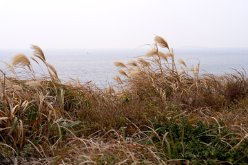 View of the swaying reeds in the wind on the seaside cliff