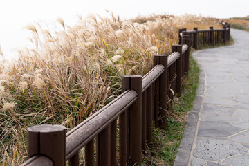 View of the footpath and the swaying reeds in the wind at the seaside cliff - obrazy, fototapety, plakaty