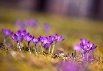 Wiosenne kwiaty, Fioletowe Krokusy na łące