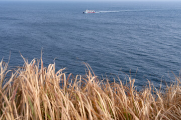 View of the swaying reeds in the wind against the sea and a boat