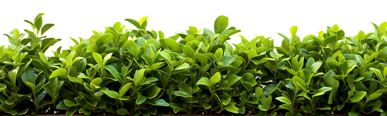 Shrub isolated on white background. png file