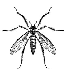 Mosquito insect. Hand-drawn retro styled black and white drawing