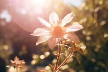 Pink flower with sunlight shining behind it, suitable for nature backgrounds