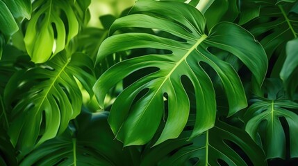 A detailed view of a cluster of vibrant green leaves, ideal for nature-themed designs