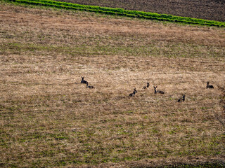 Ein Rudel Rehe liegt im Feld