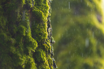 Green moss with rain drops falling in the background. Freshness