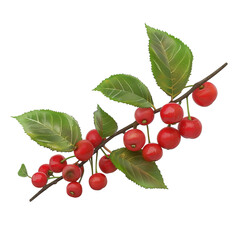 3D Nanking cherry