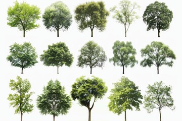 A collection of diverse trees on a plain white backdrop. Ideal for educational materials or...