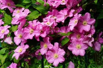 A variety of flowering clematis.