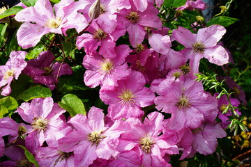 A variety of flowering clematis.