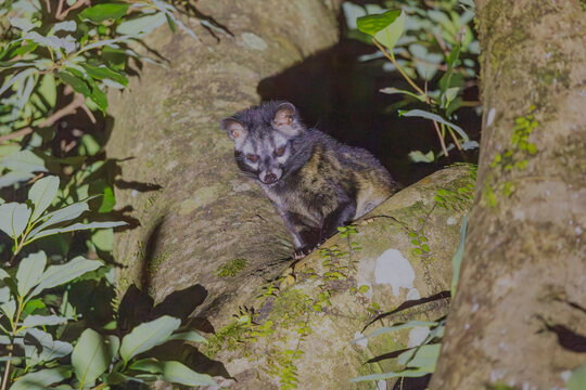 Asian palm civet (Paradoxurus hermaphroditus) or common palm civet, Toddy cat at Namdapha National Park, Arunachal Pradesh, India