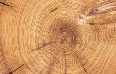 Fototapeta premium round wood textured background for decoration