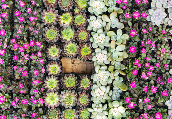 background of miniature succulent plants in a flower pot