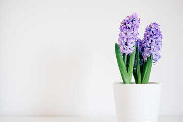 Beautiful fresh spring flowers in full bloom against white background with copy space. Minimalist still life.