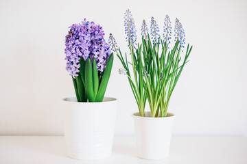 Beautiful fresh spring flowers such as hyacinth and muscari in full bloom against white background.