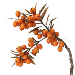3D Sea buckthorn berry