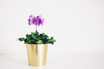 Beautiful fresh spring primula flowers in full bloom against white background. Copy space for text.