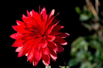 red dahlia flower bloom