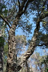 Albero di sughero Quercus Suber tra gli alberi con cielo  azzurro