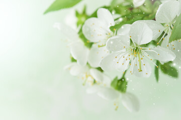 Spring Easter background. Passover blooming white apple or cherry blossom on green background. Happy Passover background. World environment day. Easter, Birthday, womens day holiday. Top view Mock up.