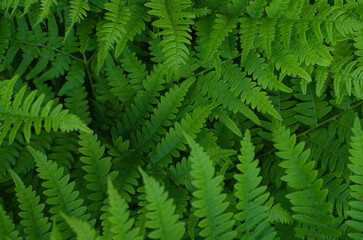 Fern leaves. Forest background. Wild forest herbs. Texture fern leaves. Green spring, summer background.