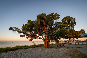 tree on beach at sunrise