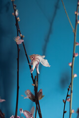 Early spring flower branches blooming inside the house. Macro shoots on a blue background. Easter celebrations. Beautiful details of petals and flowers