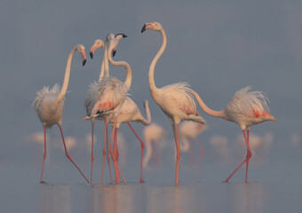 Greater Flamingos feeding in the early morning hours at Eker creek of Bahrain
