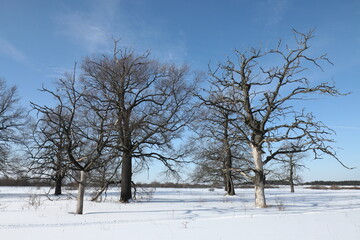 Oak grove on the banks of the Oka River between the villages of Korostovo and Zaokskoye near the city of Ryazan