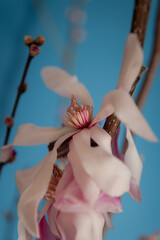 Early spring flower branches blooming inside the house. Macro shoots on a blue background. Easter celebrations. Beautiful details of petals and flowers