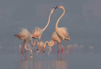 Greater Flamingos in the morning at Eker creek, Bahrain