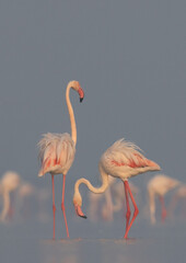 Greater Flamingos in the early morning hours at Eker creek, Bahrain