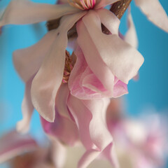 Early spring flower branches blooming inside the house. Macro shoots on a blue background. Easter celebrations. Beautiful details of petals and flowers