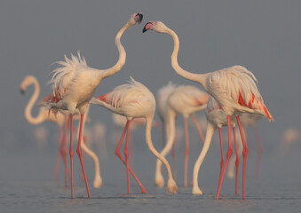 Greater Flamingos territory fight while feeding at Eker creek, Bahrain